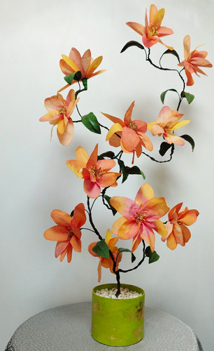 Sunset magnolia in - ,