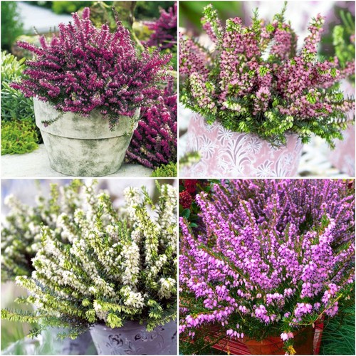 Heather erica darleyensis - [x4],