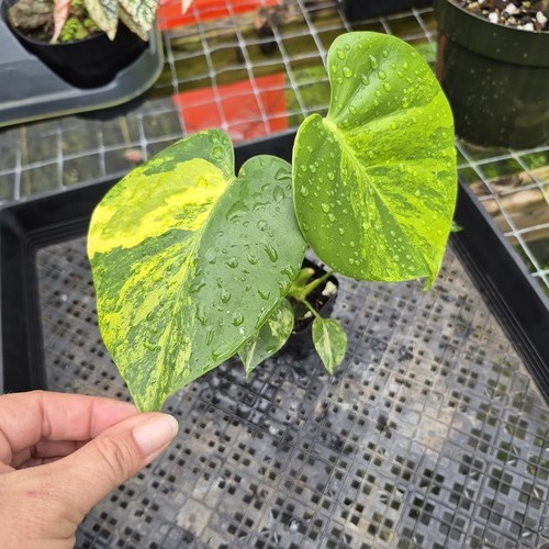 Monstera marilyn variegated - monstera,