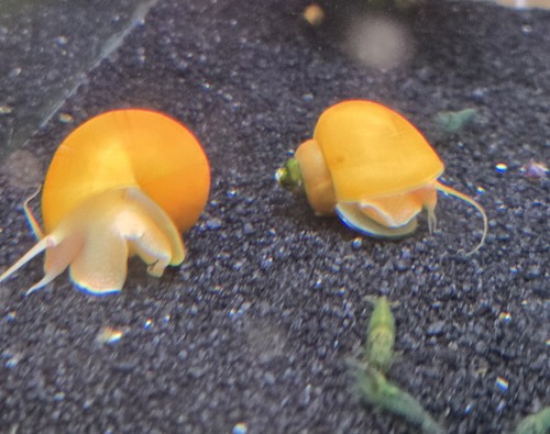 Gold mystery snails - gold,