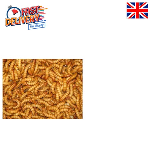 Live mealworms 60g - 60g, tub
