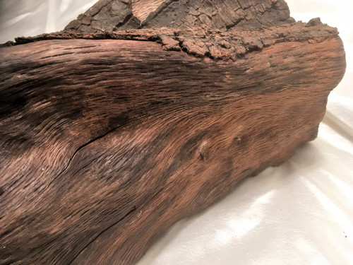 Holm oak wood log - oak,