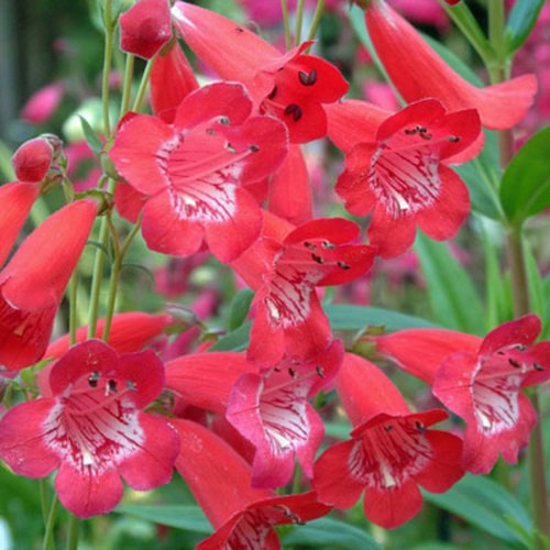 Penstemon king george v - 6,