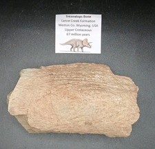 Fossil triceratops dinosaur - triceratops,
