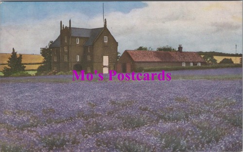 Norfolk postcard caley mill - norfolk,