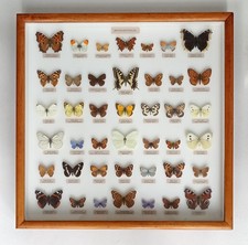 Lovely collection 42 - a,