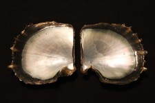 Tropical Pearl Oyster pairs