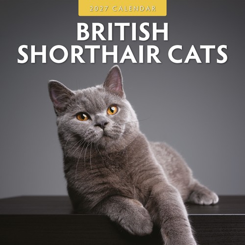 British shorthair cats - cats, 2027