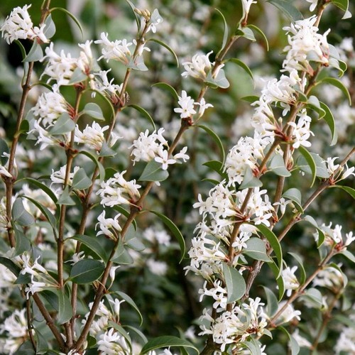 Osmanthus burkwoodi - burkwoodi,