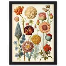 Vintage Botanical Illustration