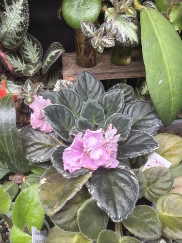 Saintpaulia african violet - saintpaulia,