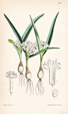 Massonia (Astemma) Odorata