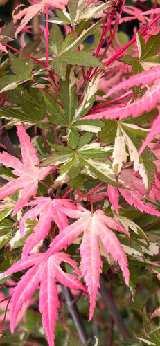 Acer asahi zuru japanese maple - acer,