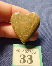 Polished Fossil Rugose Coral -