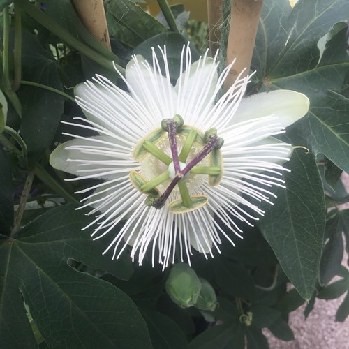 Passiflora constance elliott - constance,