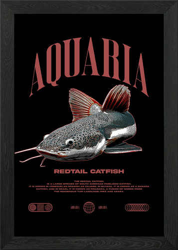 Redtail catfish fish - redtail, keeper