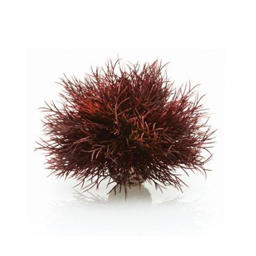 Biorb oase crimson - oase, lily