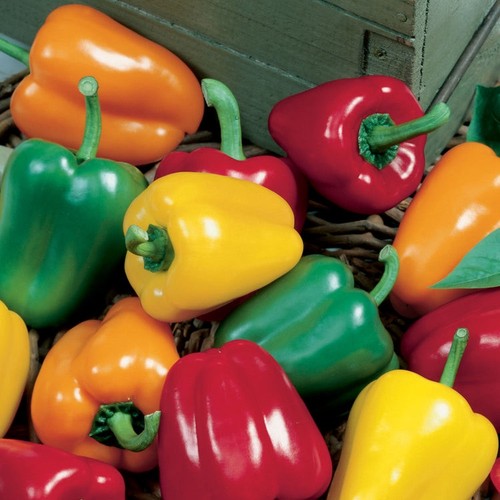 Bell pepper sweet - pepper,