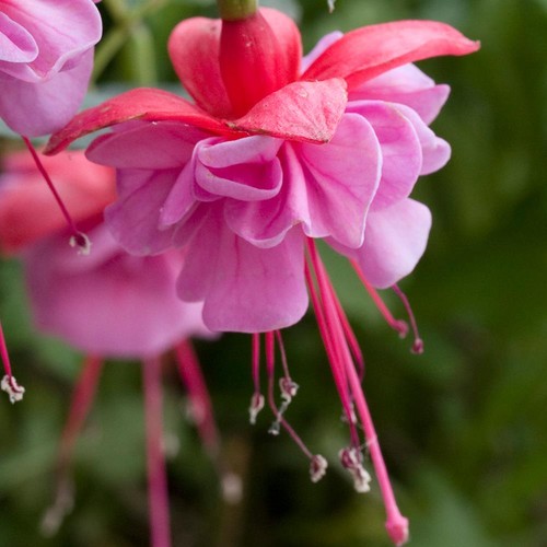 Fuchsia heidi ann hardy - fuchsia, ann,