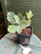 Blue Oak tree , Quercus , Oak