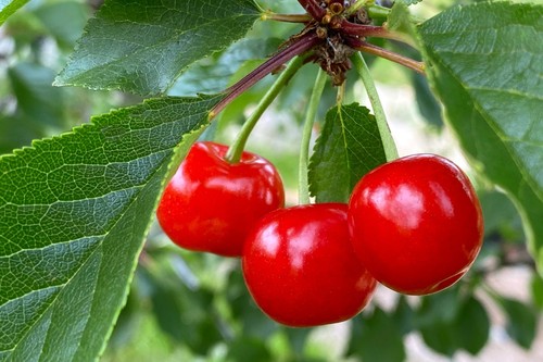 Morello dwarf patio cherry pot - patio,