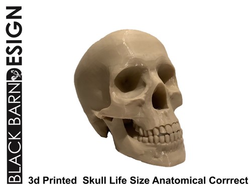 Lifesize scale human skull - 1:1,