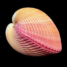 Cardium pseudolima indian - pseudolima, 'indian