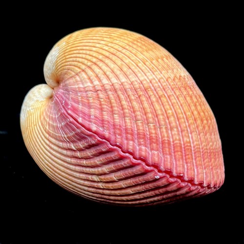Cardium pseudolima indian - pseudolima, 'indian