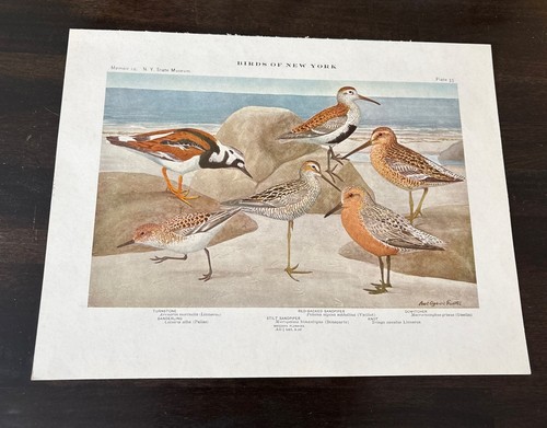 1909 book plate - 1909,