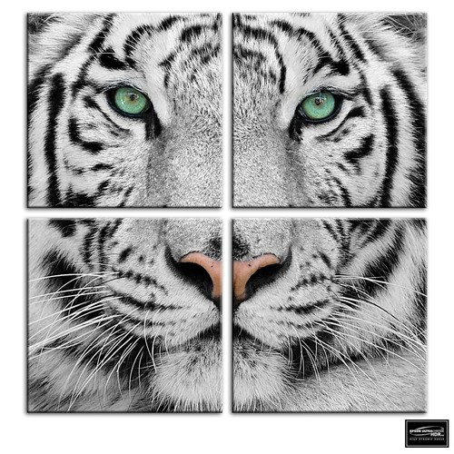 Siberian tiger eye - siberian,