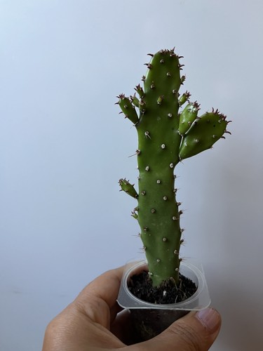 Opuntia prickly pear rooted - pear,