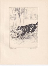 1930 LABRADOR RETRIEVER DOG Print - Antique - Vernon Stokes - 8.25 x 11 Inches