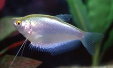 4-Pack Moonlight Gourami Live