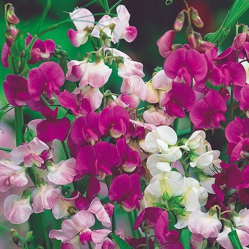 Suttons sweet pea - suttons,