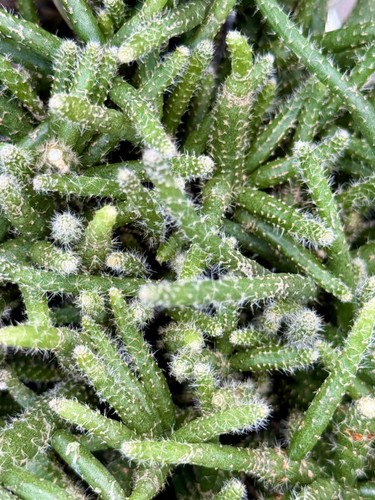 Rats tail cactus - x,