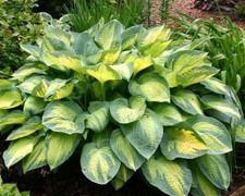Hosta, Pauls Glory Large 1.5