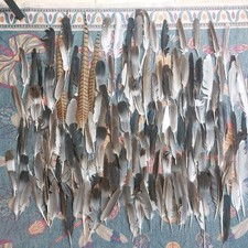 150 Feathers Natural Fallen Foraged Pheasant Magpie Pigeon Seagull UK Nature 