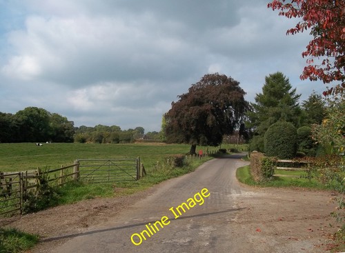 Photo 6x4 yew tree lane - 6x4,