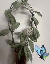 Hoya Wilbur Graves Silver