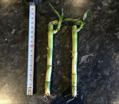 Large lucky bamboo stems - large,