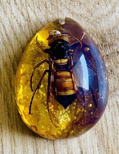Polybern variety giant - (amber),