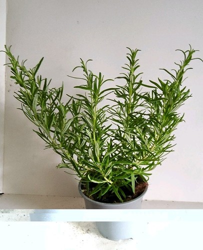 Rosemary potted plant - potted,