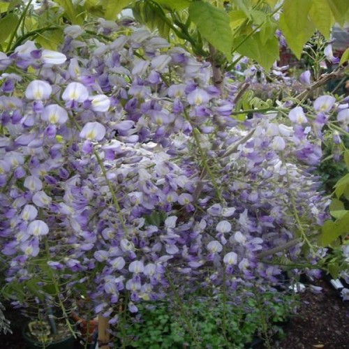Wisteria floribunda domino - wisteria, 'domino'