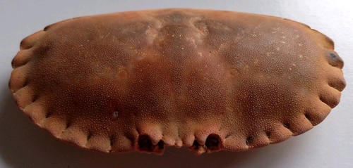 Real cromer brown crab shell - shell,