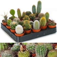 10 Mixed Cactus Plants in