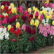 Antirrhinum sonnet mixed 20 - antirrhinum, x