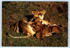 African Wildlife Lioness with