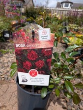 Deep Red Rose " Fairy Kind | 2