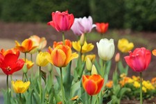 Autumn planting bulbs - planting,