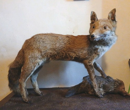 Vintage taxidermy red - vintage,